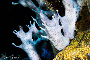 Blue coral/Photographed with a Canon 60 mm macro lens at ... by Laurie Slawson 